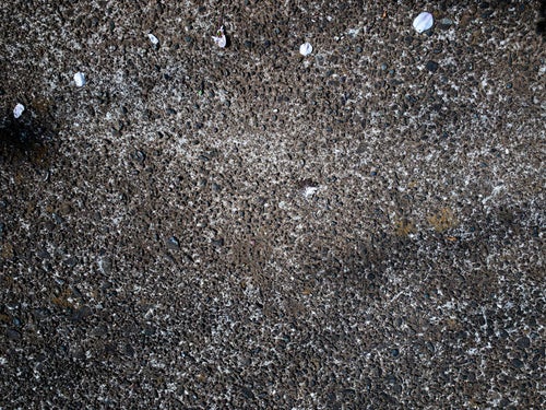 コンクリートの地面に落ちた花びら（テクスチャ）の写真