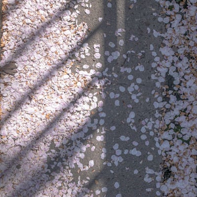 散った桜の花びらと影の写真