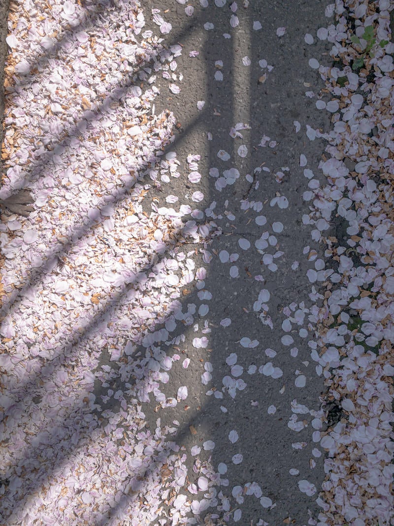 「散った桜の花びらと影」の写真