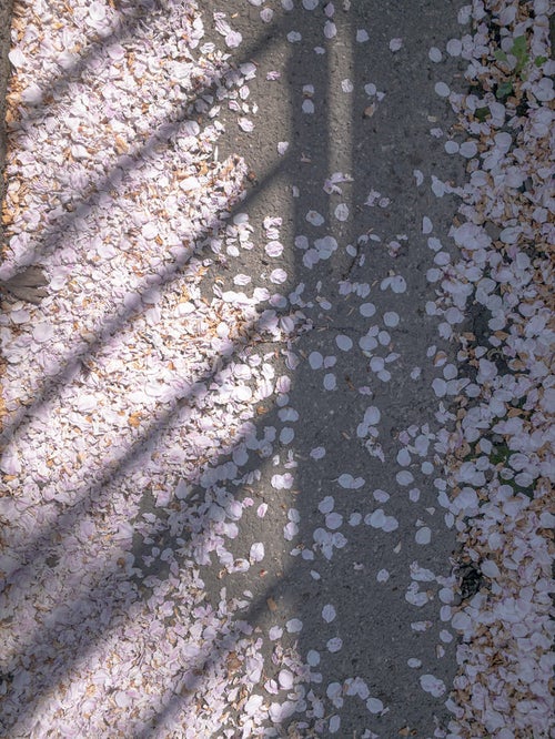 散った桜の花びらと影の写真