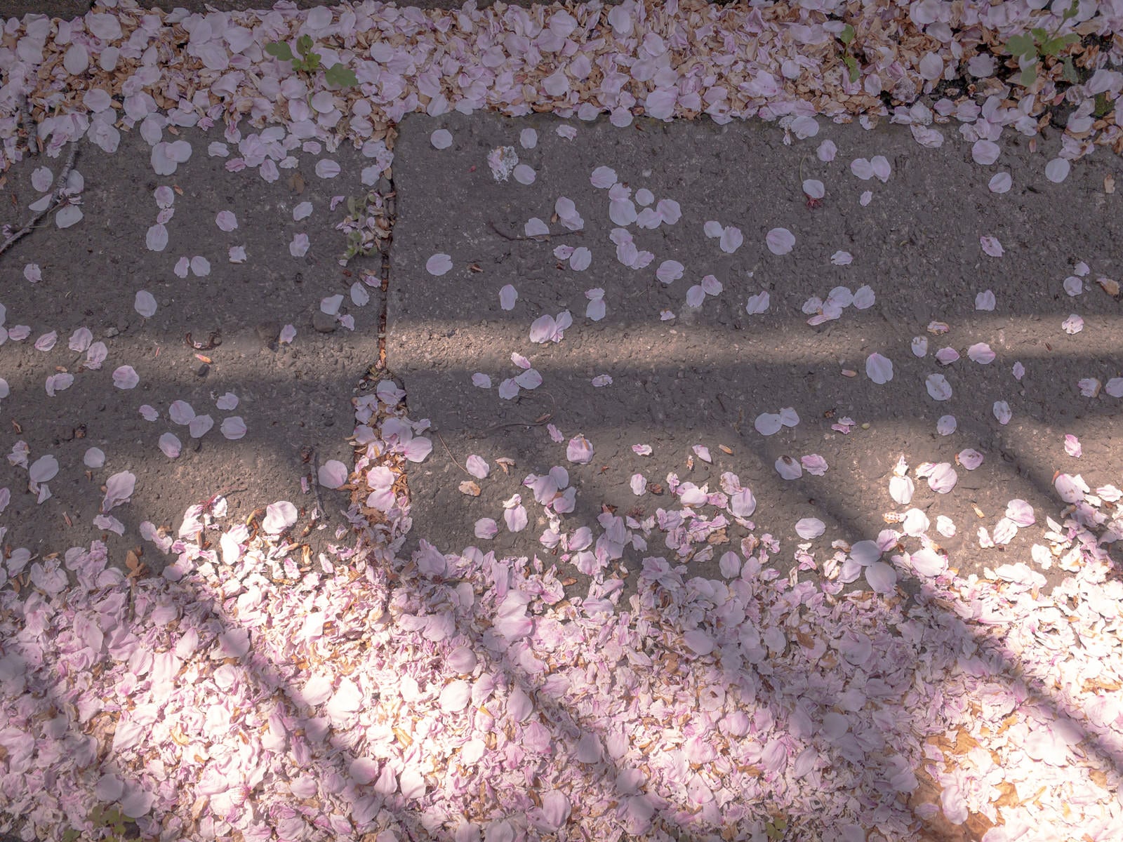 「散りゆく桜と影（テクスチャ）」の写真