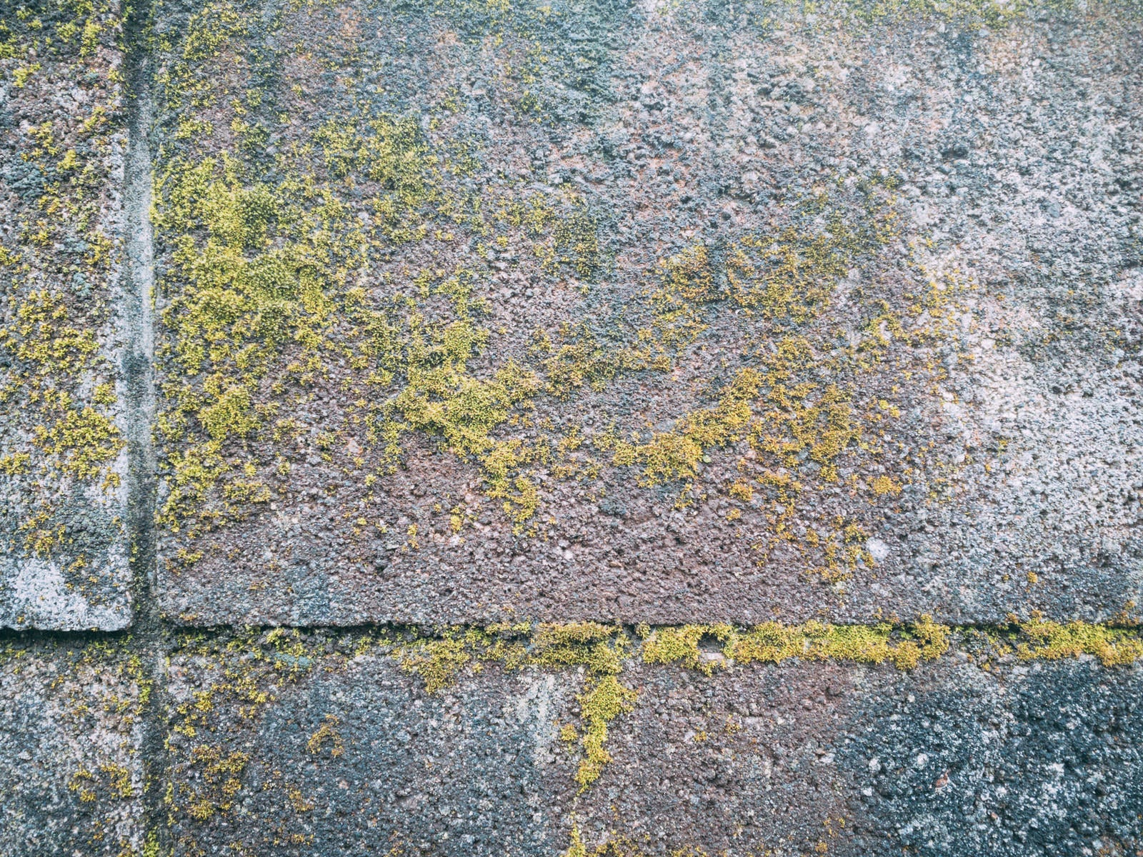 「湿ったブロック塀と苔（テクスチャー）」の写真