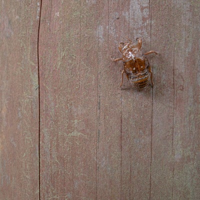 木材に付いた蝉の抜け殻の写真