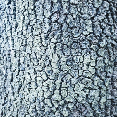 樹皮に細かくヒビが入っている木（テクスチャー）の写真