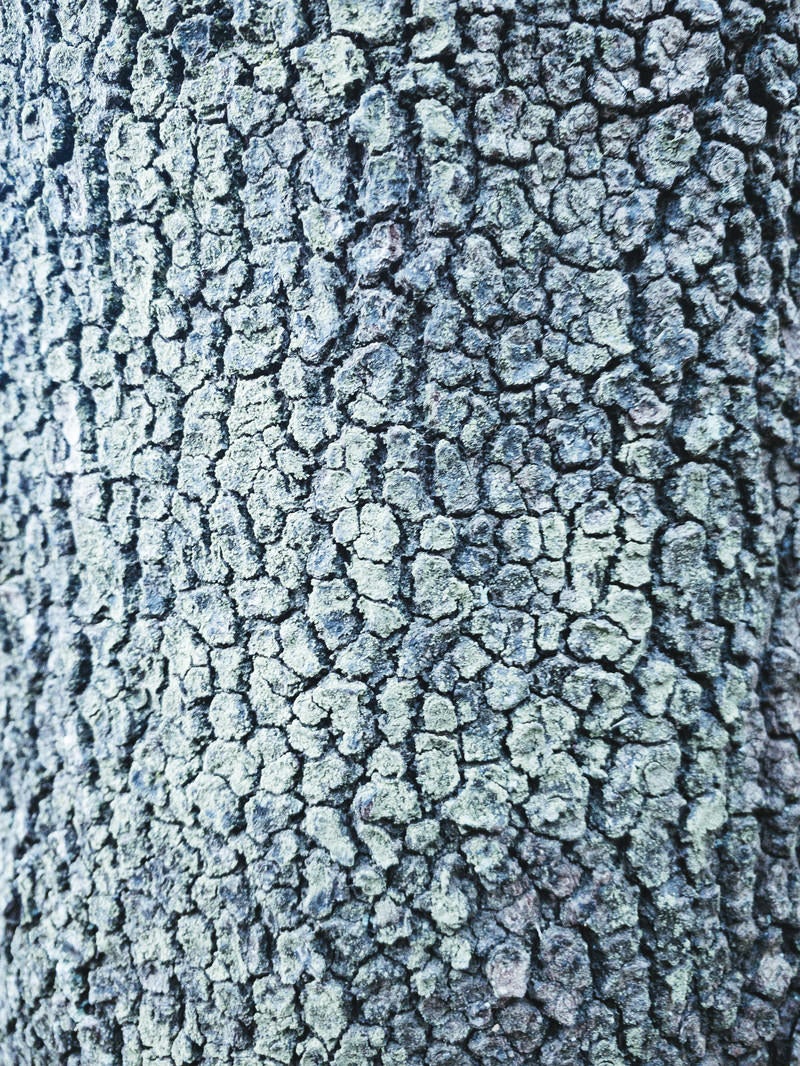 「樹皮に細かくヒビが入っている木（テクスチャー）」の写真