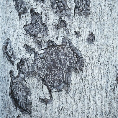 剥がれた樹皮（テクスチャー）の写真
