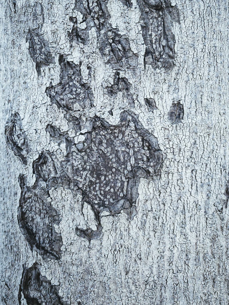 「剥がれた樹皮（テクスチャー）」の写真