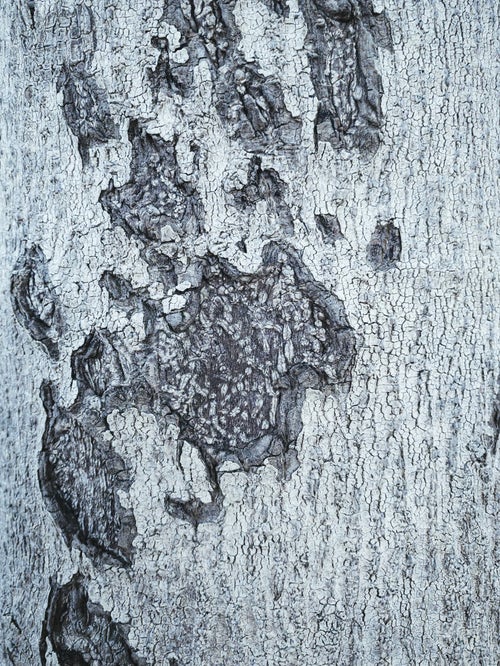 剥がれた樹皮（テクスチャー）の写真