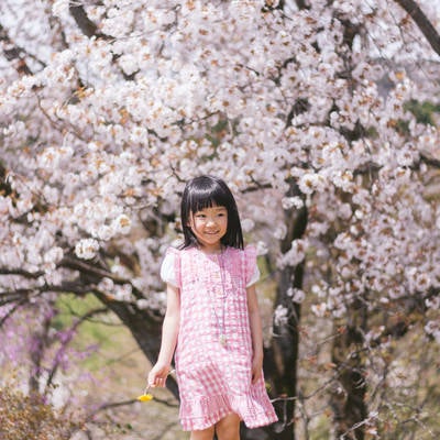 桜の木と女の子の写真