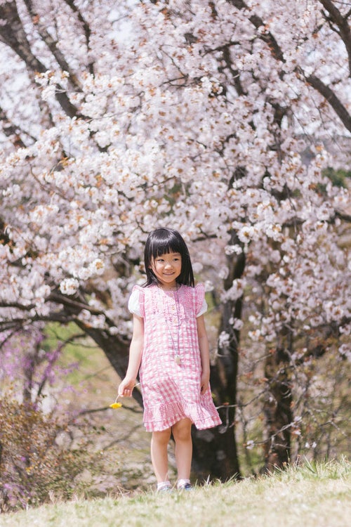 桜の木と女の子の写真
