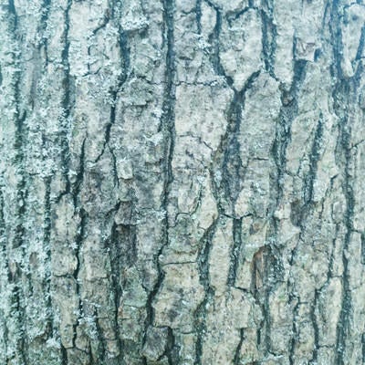 溝だらけの樹皮（テクスチャー）の写真