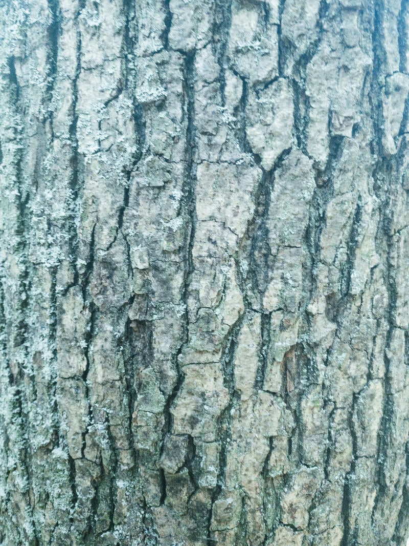「溝だらけの樹皮（テクスチャー）」の写真