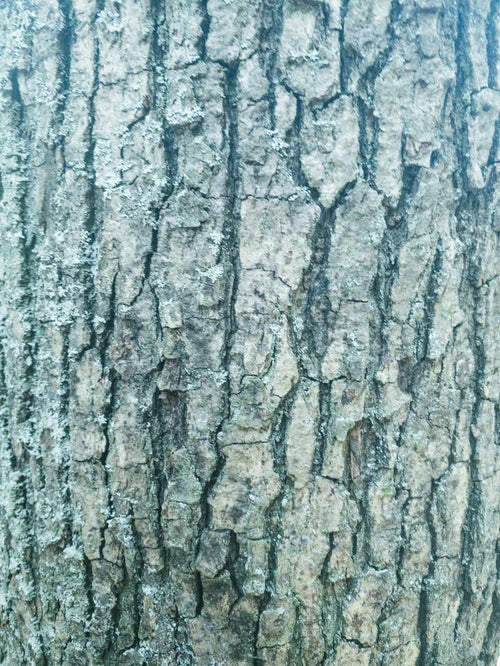 溝だらけの樹皮（テクスチャー）の写真
