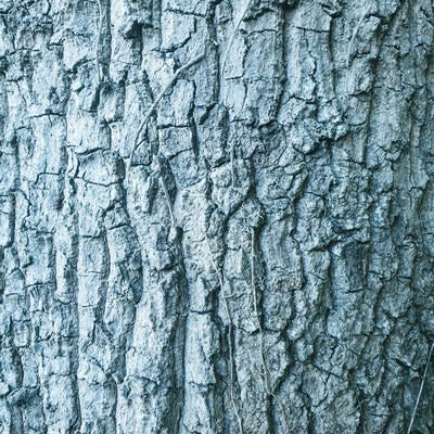枯れたツルと樹皮（テクスチャー）の写真