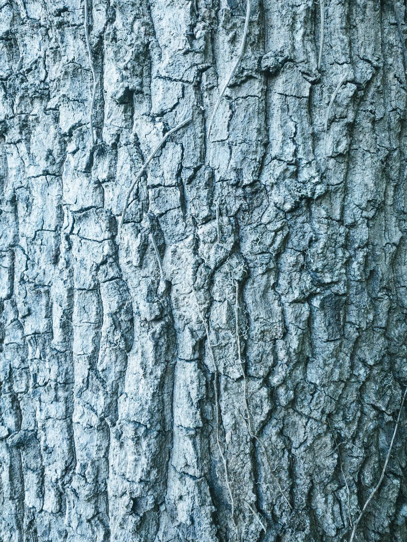「枯れたツルと樹皮（テクスチャー）」の写真