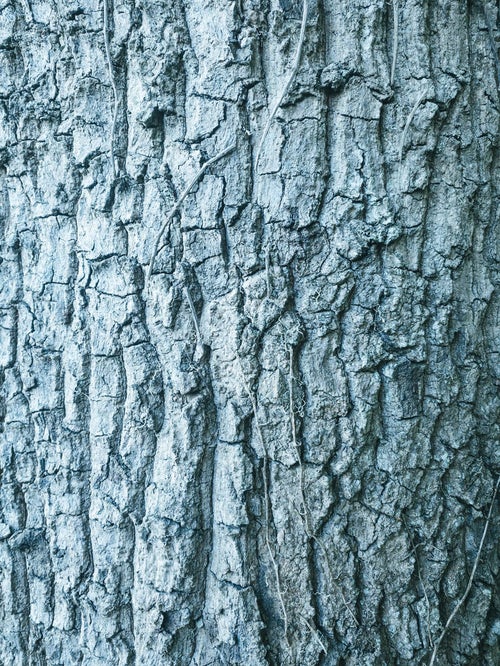 枯れたツルと樹皮（テクスチャー）の写真