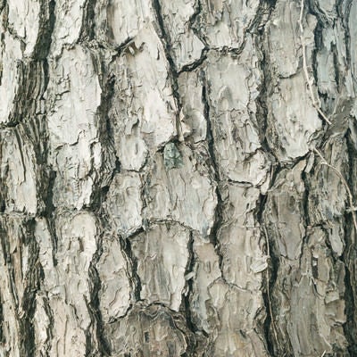 鱗状の樹皮（テクスチャー）の写真
