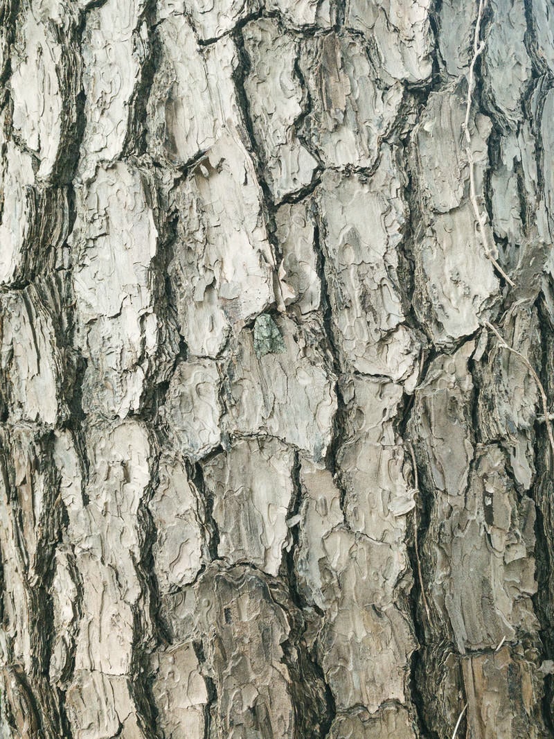 「鱗状の樹皮（テクスチャー）」の写真