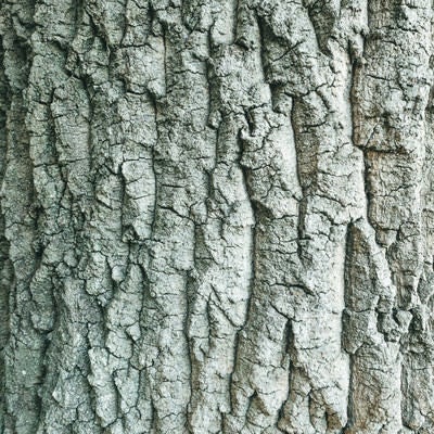 岩場のような凹凸の樹皮（テクスチャー）の写真