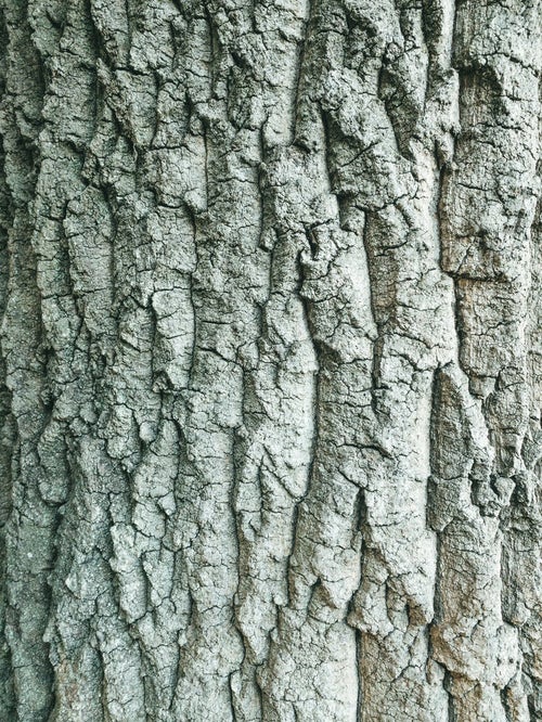 岩場のような凹凸の樹皮（テクスチャー）の写真