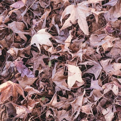 枯れた落ち葉（テクスチャー）の写真