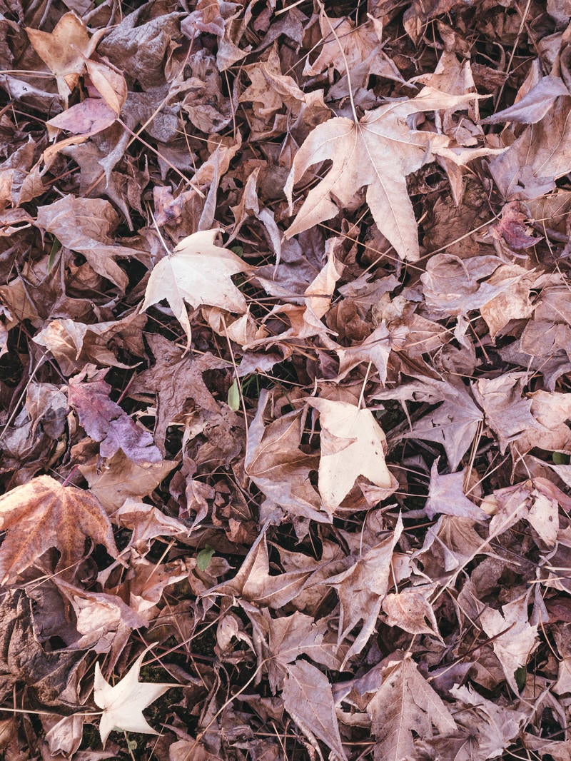 「枯れた落ち葉（テクスチャー）」の写真