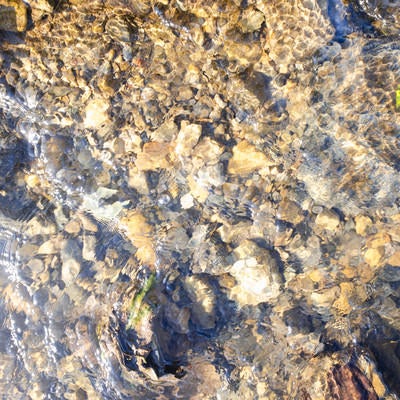 小石に引っかかる葉っぱと水の流れ（テクスチャー）の写真