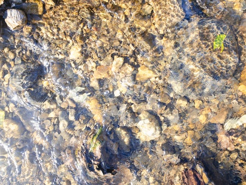 小石に引っかかる葉っぱと水の流れ（テクスチャー）の写真