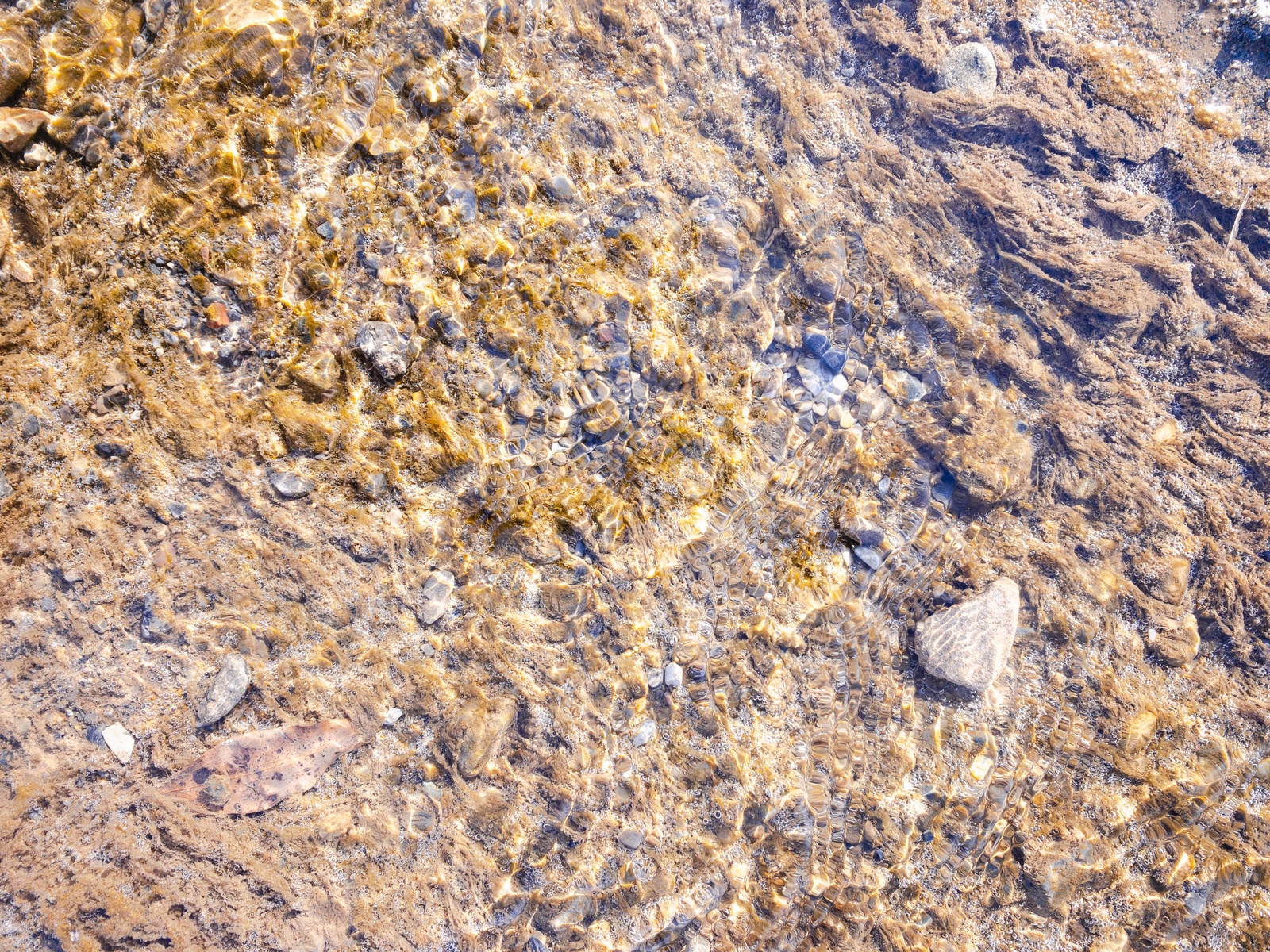 「水底の藻に付く気泡（テクスチャー）」の写真
