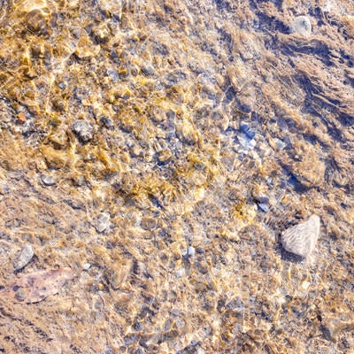 水底の藻に付く気泡（テクスチャー）の写真