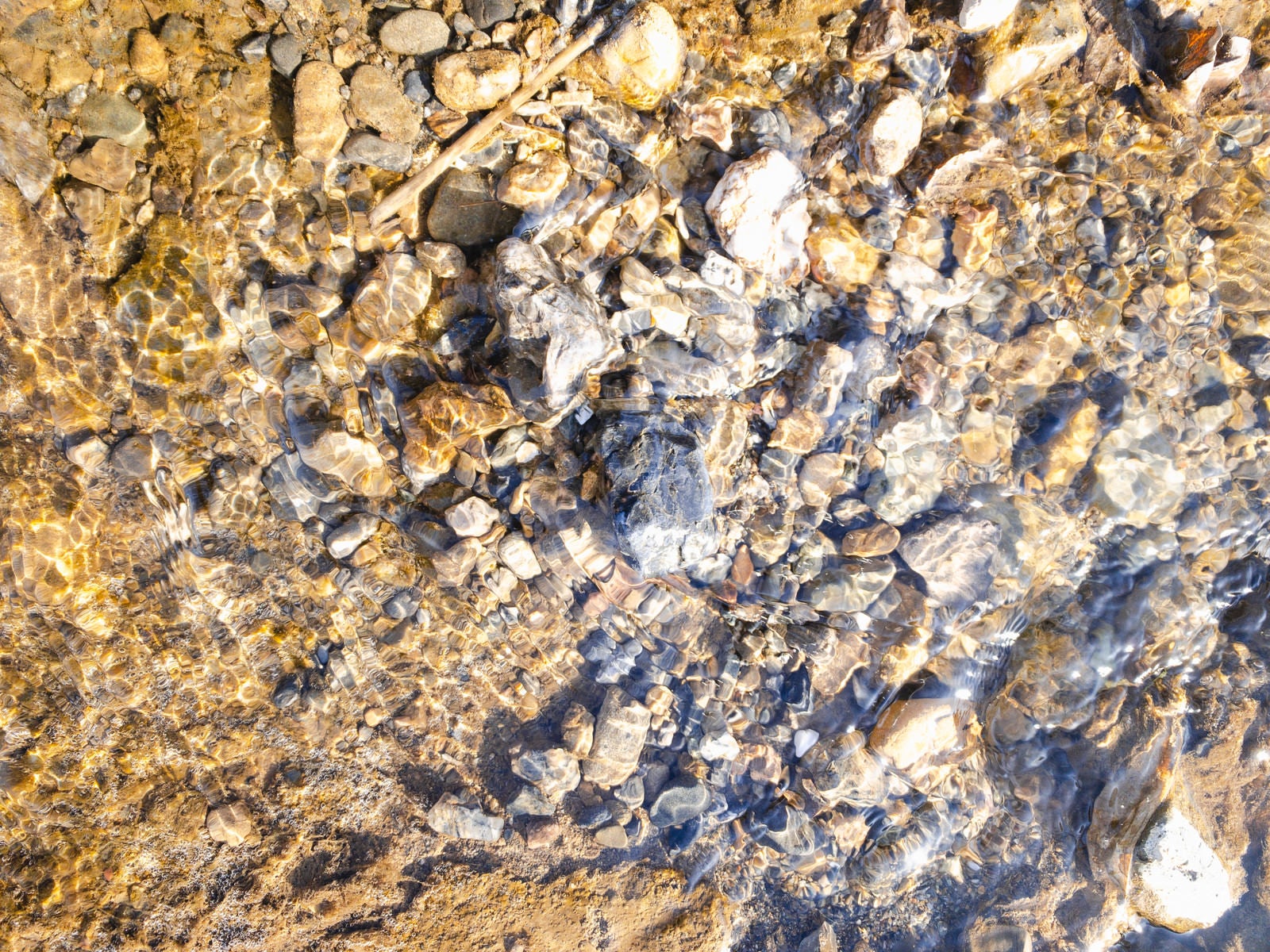 「水底の藻と小石（テクスチャー）」の写真