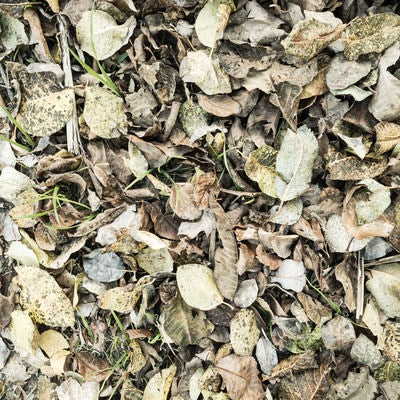 地面に落ちた大量の枯れ葉（テクスチャー）の写真