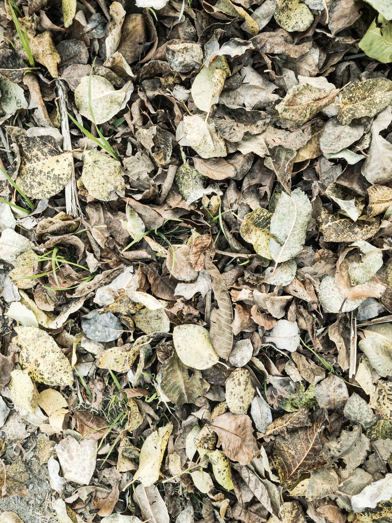 「地面に落ちた大量の枯れ葉（テクスチャー）」の写真