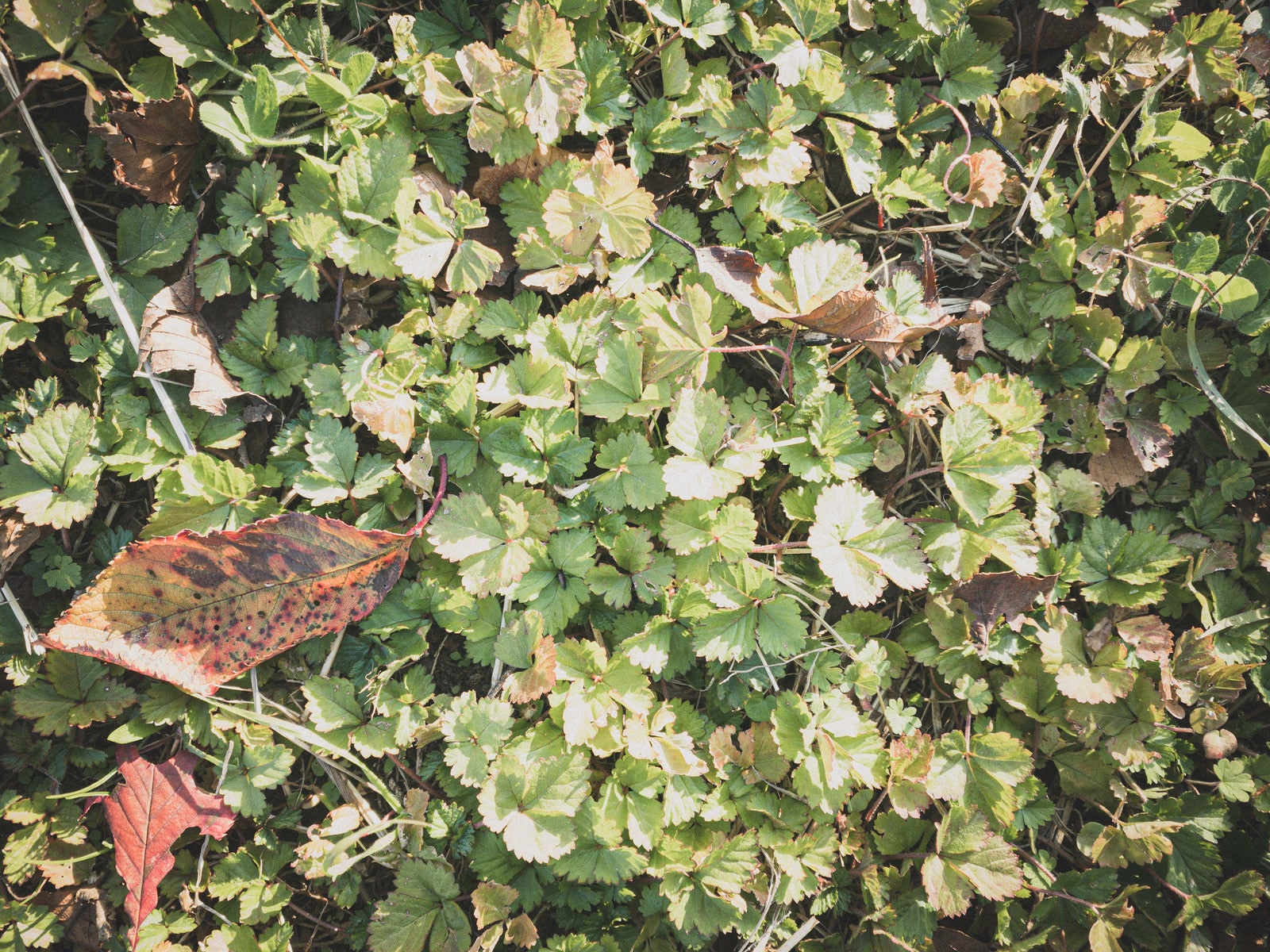 「雑草の中に落ちた枯れ葉（テクスチャー）」の写真