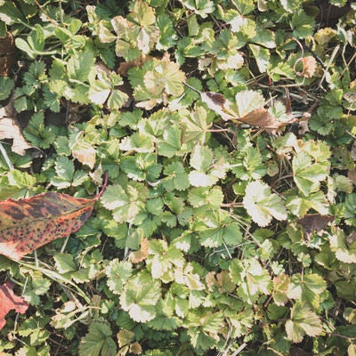 雑草の中に落ちた枯れ葉（テクスチャー）の写真