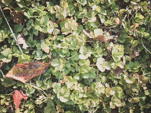雑草の中に落ちた枯れ葉（テクスチャー）の写真