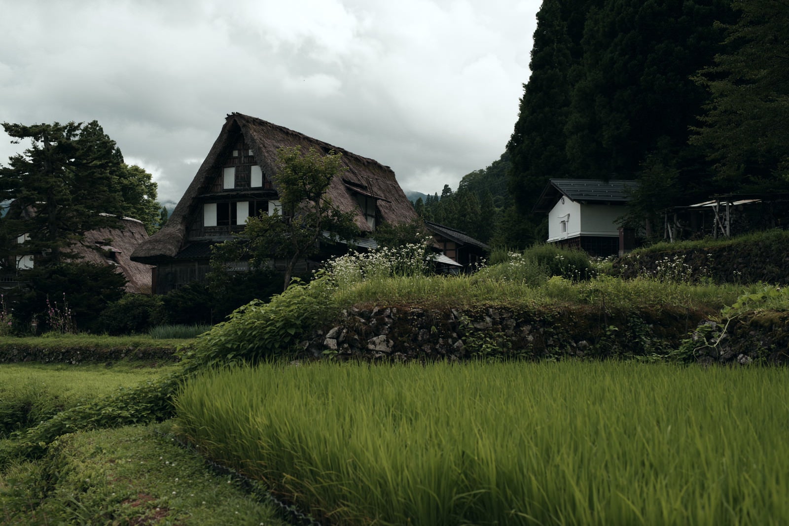 「田んぼ脇の畔と相倉集落」の写真