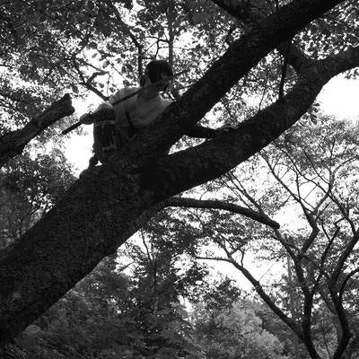 木の上で獲物を追う追いはぎの写真