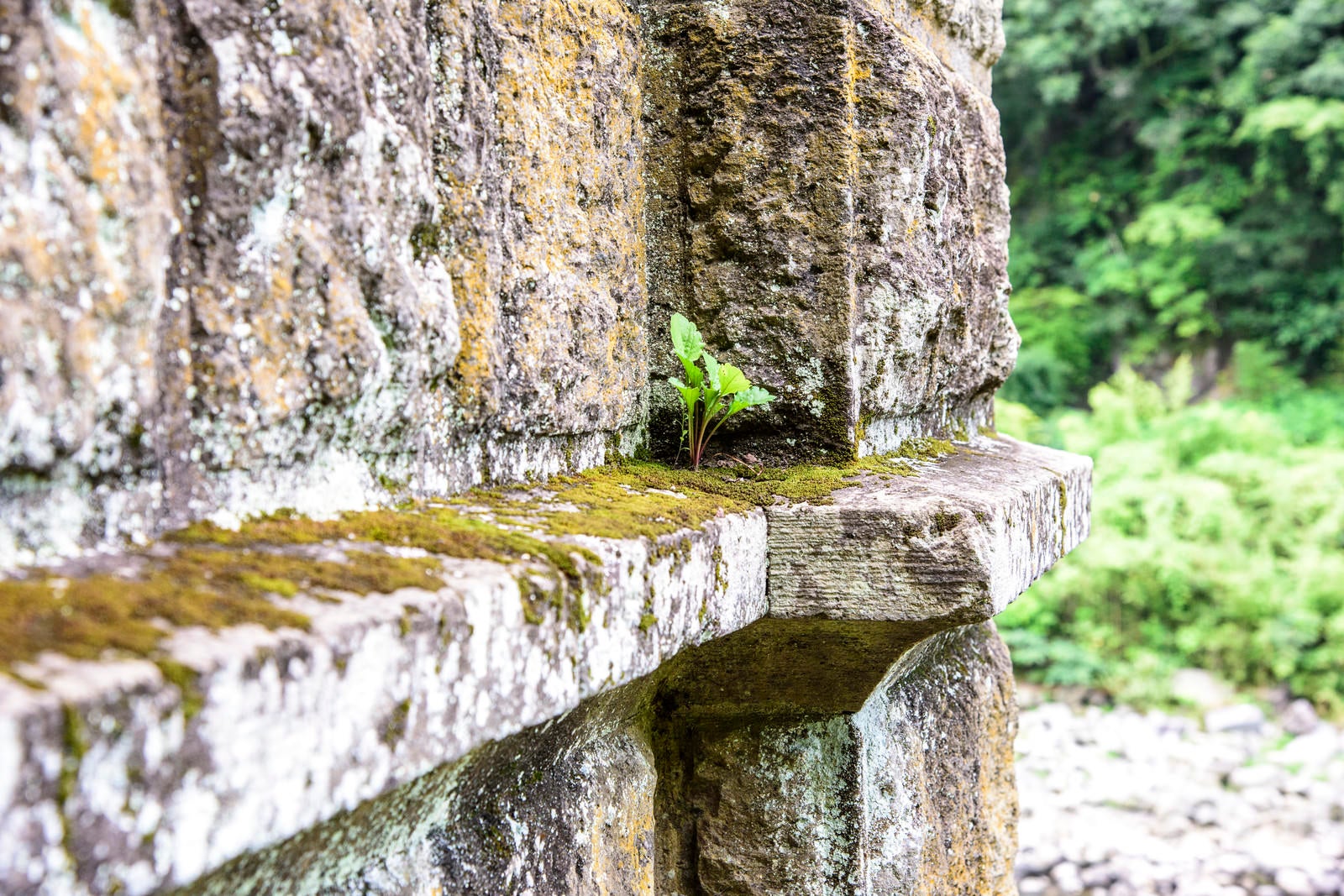 「苔がついた廃墟の壁」の写真
