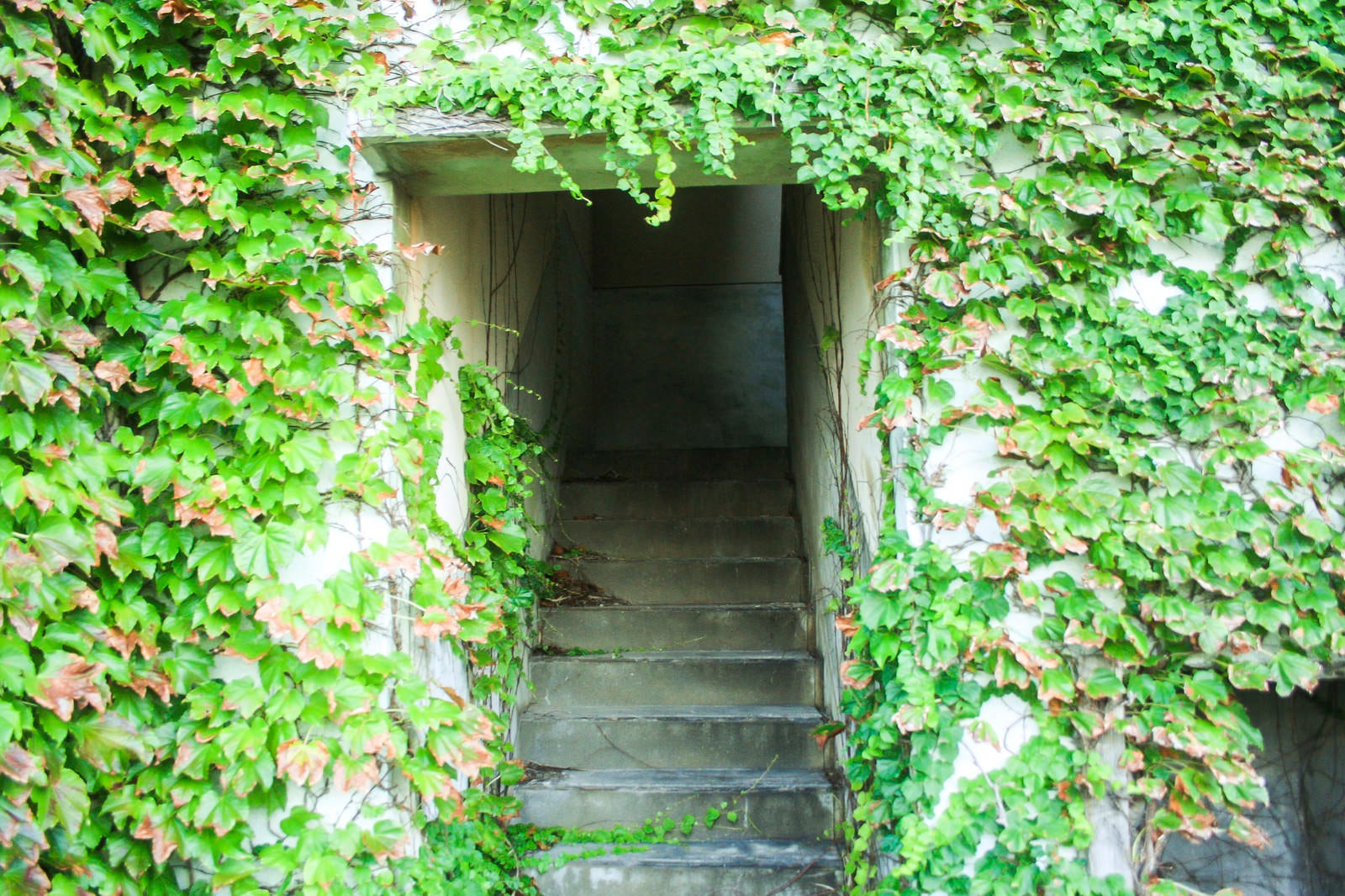 「蔦で覆われた階段入口」の写真