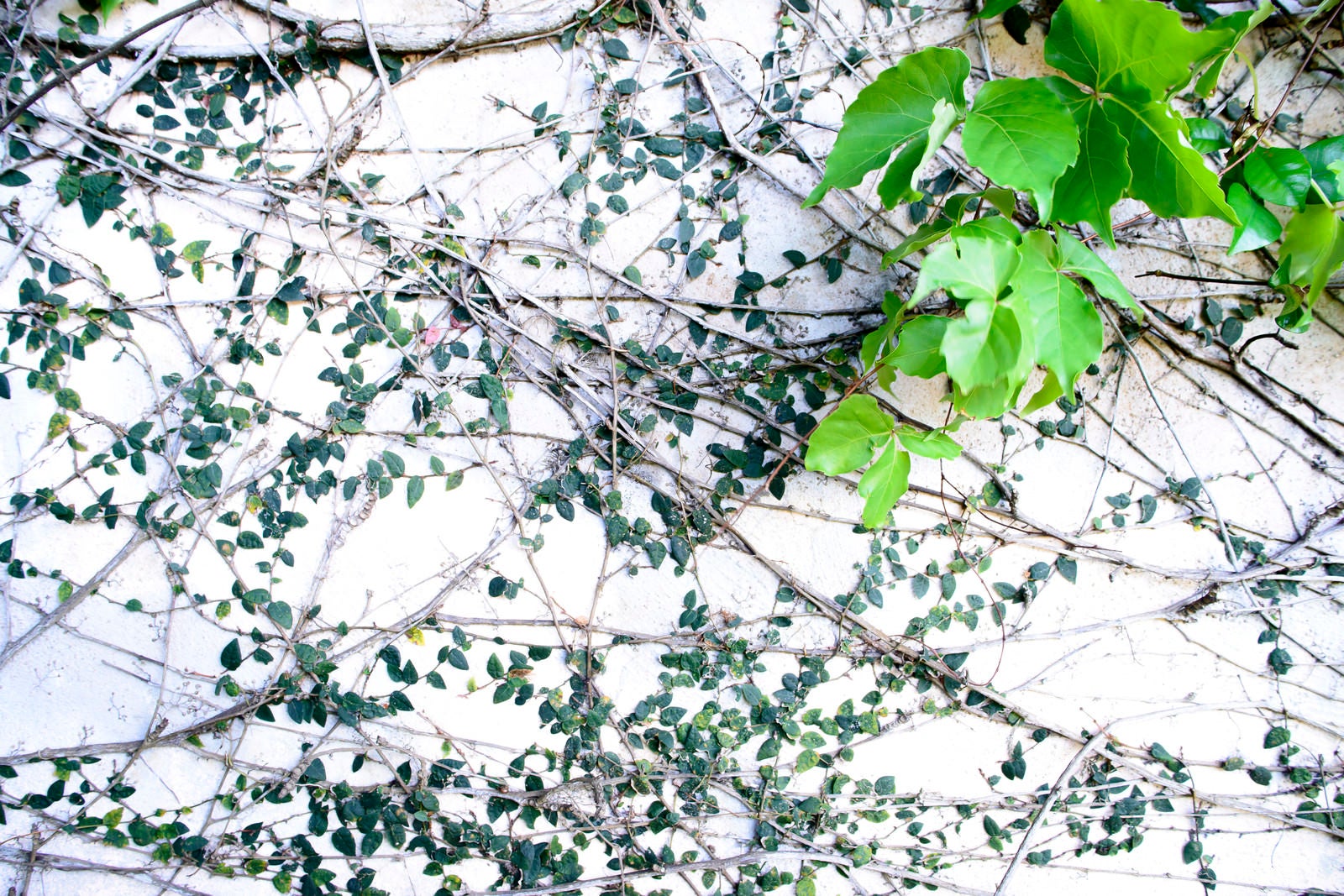 「白壁を覆う蔦」の写真