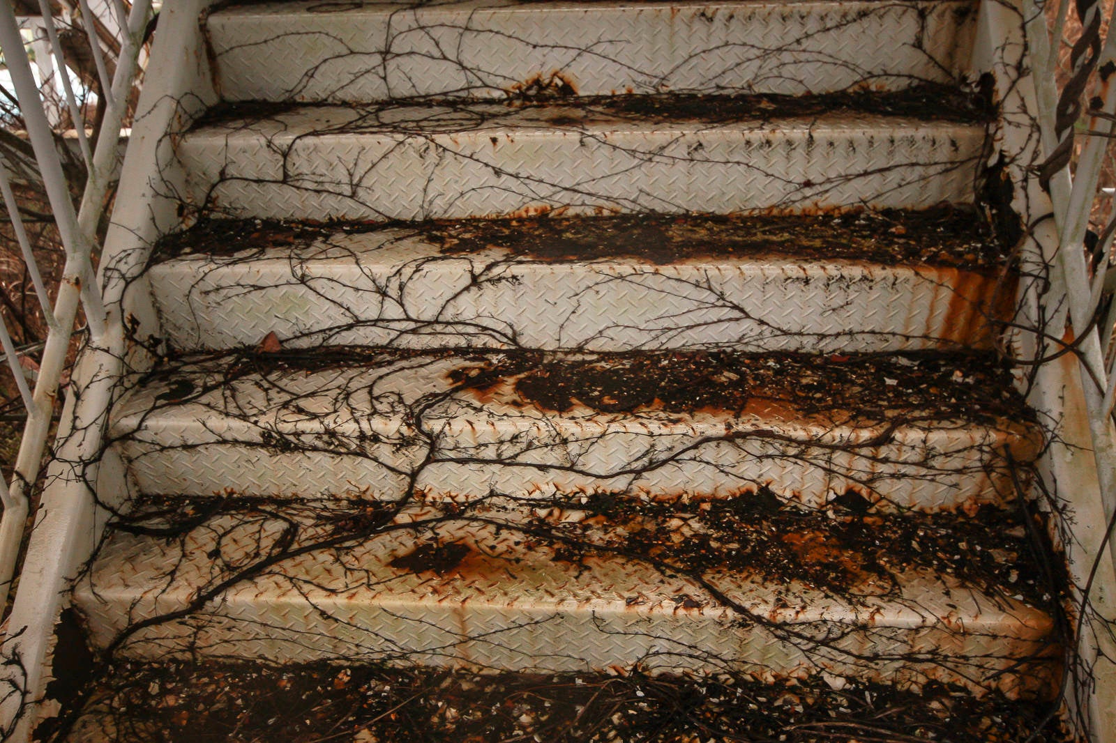 「蔦で覆われはじめた階段」の写真