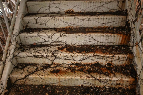 蔦で覆われはじめた階段の写真
