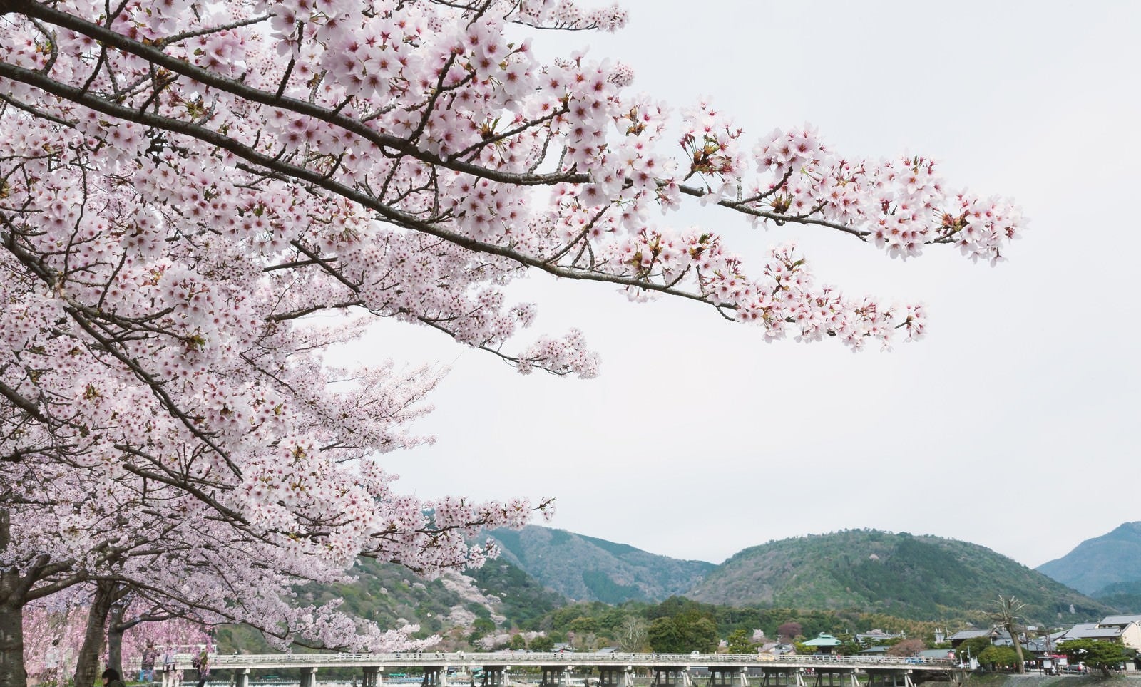 「嵐山の桜」の写真
