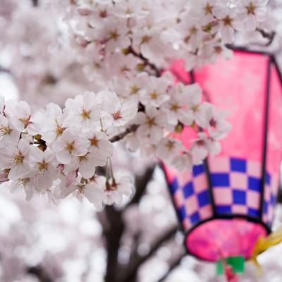 提灯と桜の花の写真