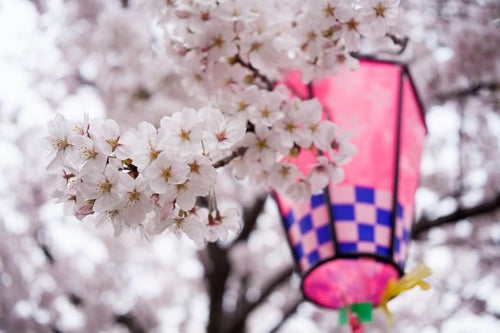 提灯と桜の花の写真