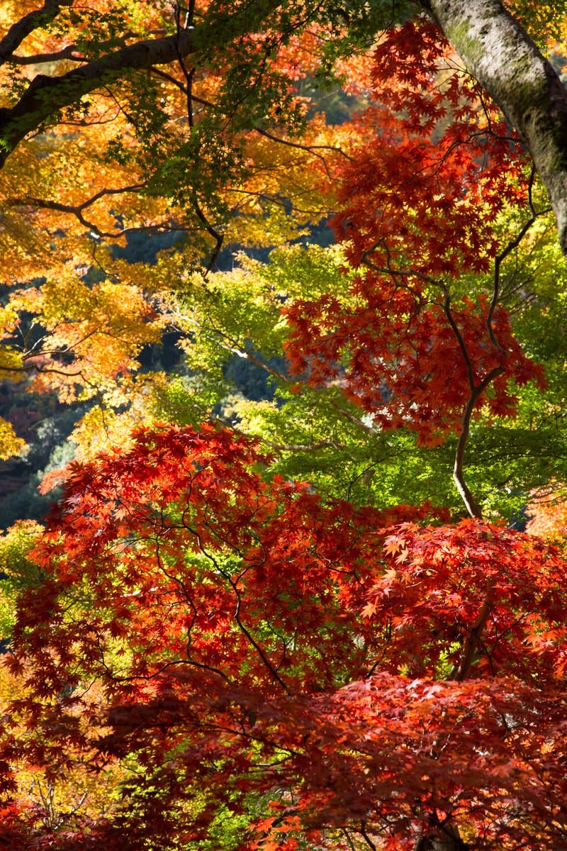 「変わりゆく黄葉の木々」の写真