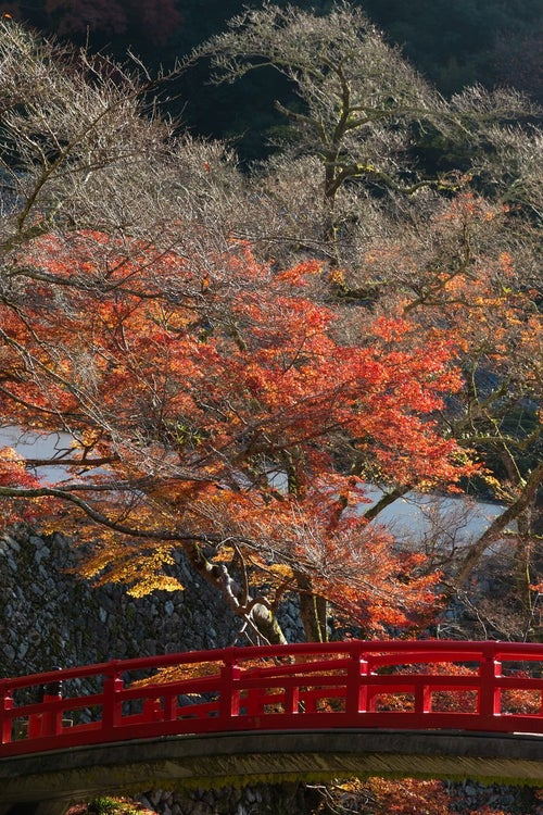 赤い橋と黄葉の写真