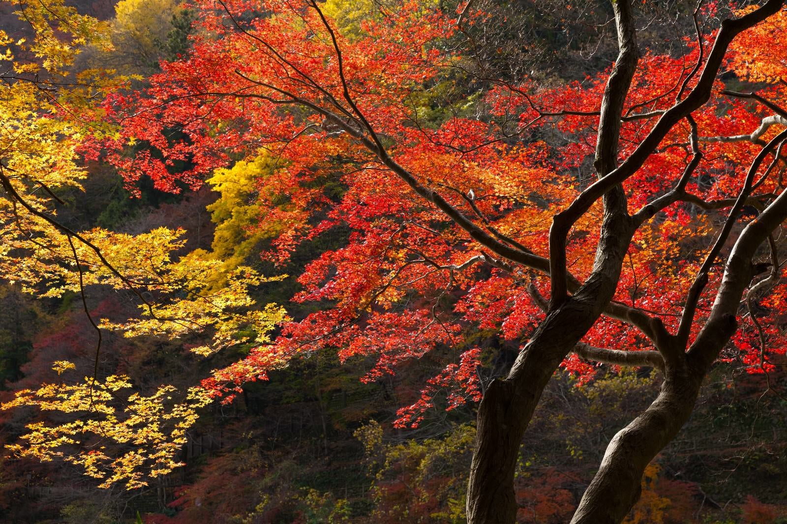 「色づいた木」の写真