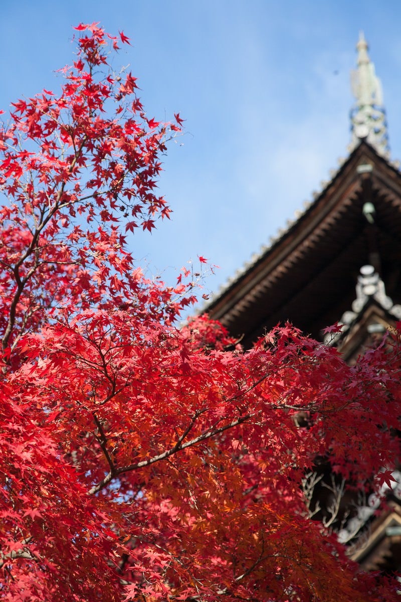 「紅葉と五重塔」の写真
